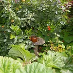 Bed & Breakfast Doireliath Bantry
