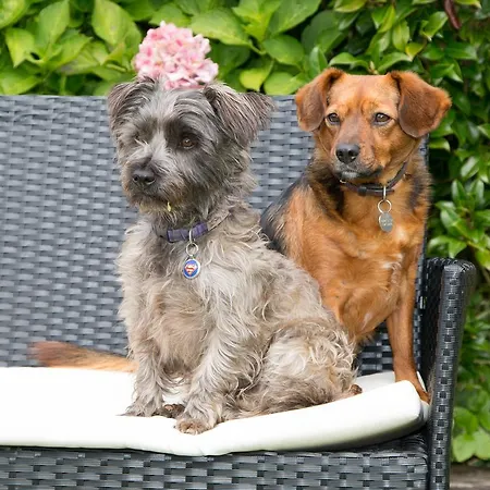 Nocleg ze śniadaniem Doireliath Bantry