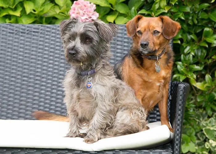 住宿加早餐酒店 Doireliath 班特里