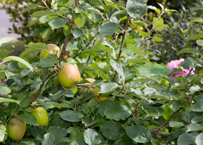 Doireliath Отель типа 